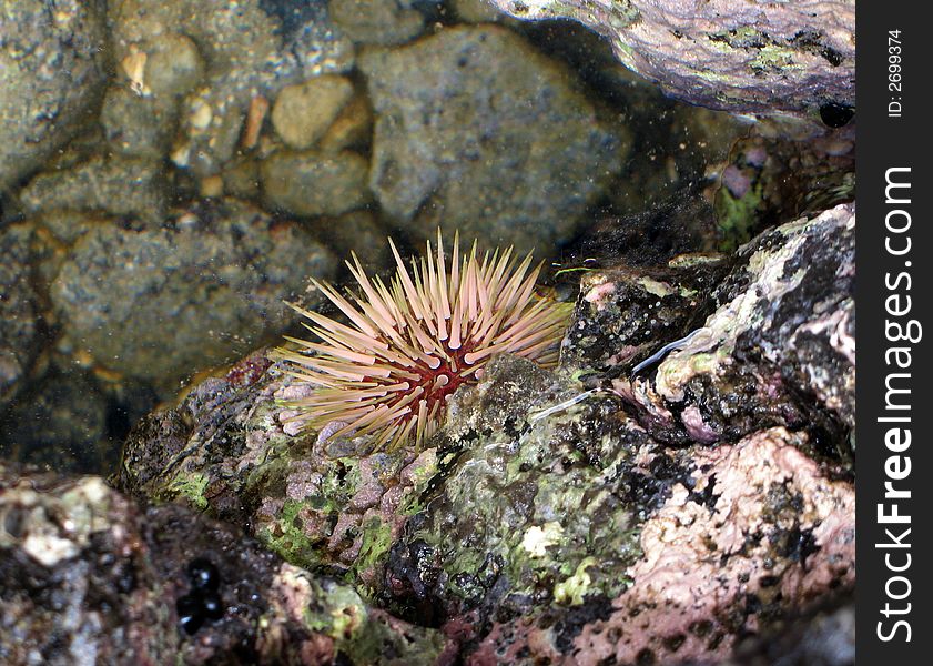 Spiny sea urchin on volcanic rock at water line