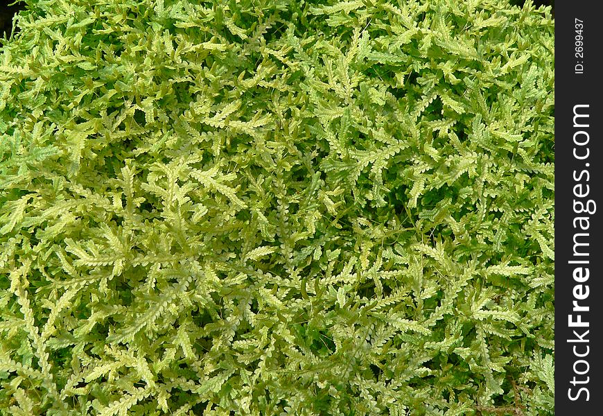 Small leaves of Selaginella - background. Small leaves of Selaginella - background