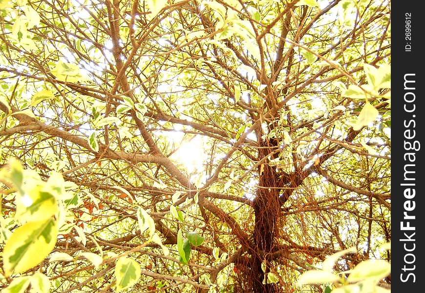 Photo taken under a tree with sun above the head