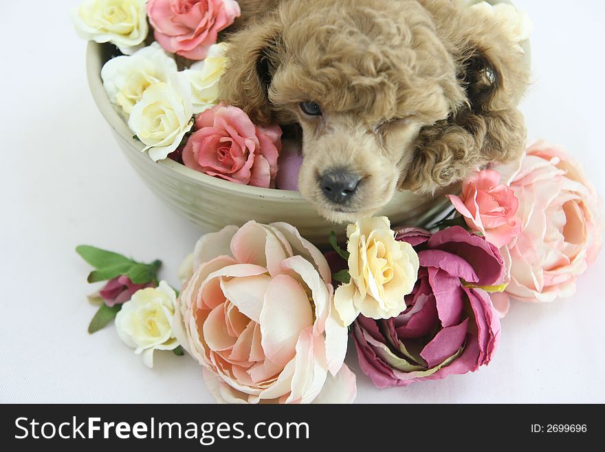 Lovely poodle puppy spa flower