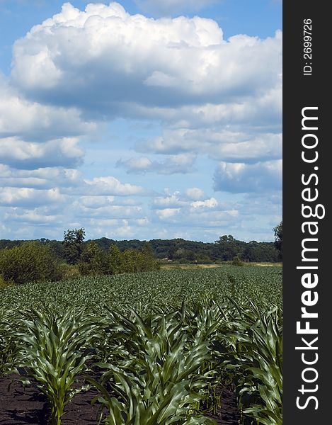 Colorful cloudscape and corn field
