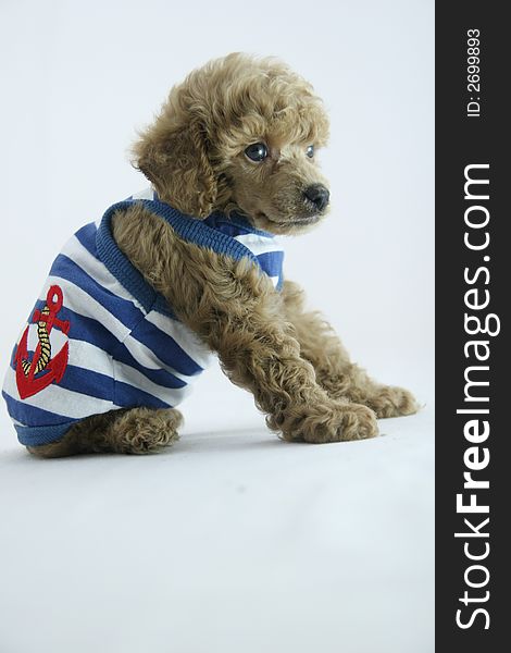 Lovely poodle puppy in fashion. Lovely poodle puppy in fashion