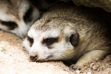 Two Meerkat Or Suricate Royalty Free Stock Images Two Meerkat Or Suricate Royalty Free Stock Images