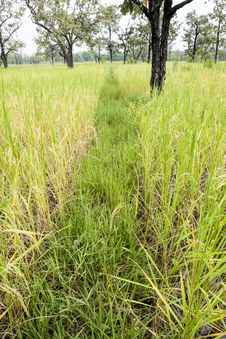 Paddy Rice Field Royalty Free Stock Photography Paddy Rice Field Royalty Free Stock Photography