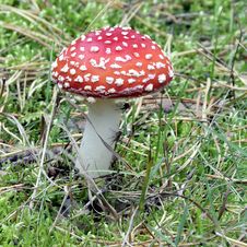 Close-up Of Fly Agaric Mushroom In A Forest Royalty Free Stock Photos