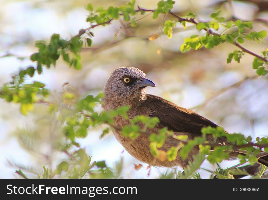 An adult Black-faced Babbler in a thorn tree at a watering hole on a game ranch in Namibia, Africa. An adult Black-faced Babbler in a thorn tree at a watering hole on a game ranch in Namibia, Africa.