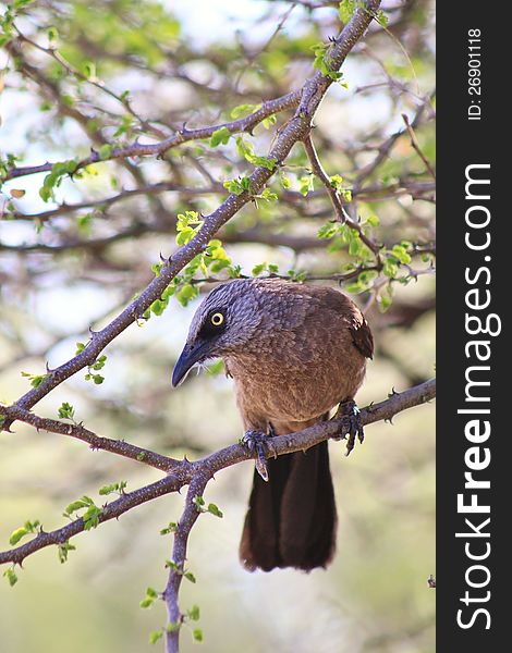 An adult Black-faced Babbler in a thorn tree at a watering hole on a game ranch in Namibia, Africa. An adult Black-faced Babbler in a thorn tree at a watering hole on a game ranch in Namibia, Africa.