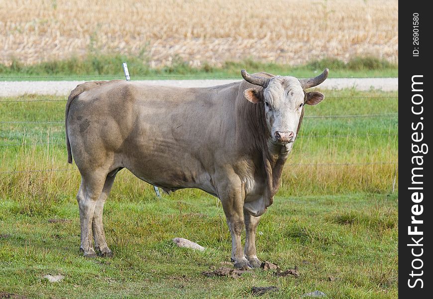 Large Bull in a Pasture