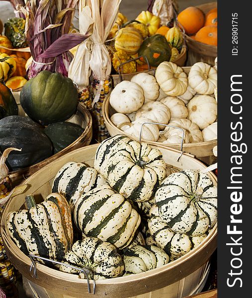 Still life composition of Autumn squash varieties