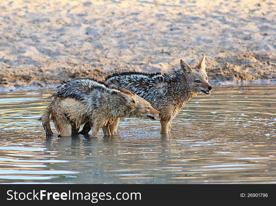 Adult Black-backed Jackals having a growl at each other at a watering hole on a game ranch in Namibia, Africa. Adult Black-backed Jackals having a growl at each other at a watering hole on a game ranch in Namibia, Africa.