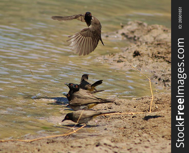 African Redeyed Bulbuls leaning in to drink water, on a game ranch in Namibia, Africa. African Redeyed Bulbuls leaning in to drink water, on a game ranch in Namibia, Africa.