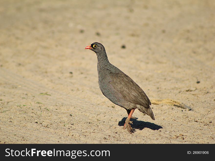 Follow the eye - Francolin, Red-billed