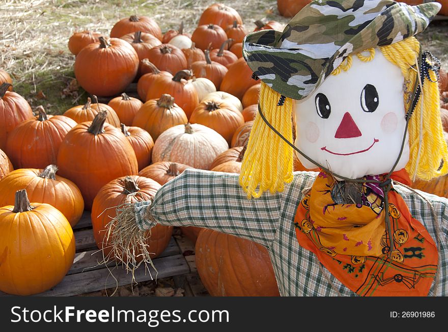 A cute Halloween scarecrow guards a pumpkin patch. A cute Halloween scarecrow guards a pumpkin patch.