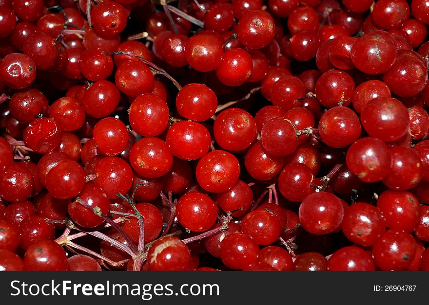 Guelder Rose Berries as a Background