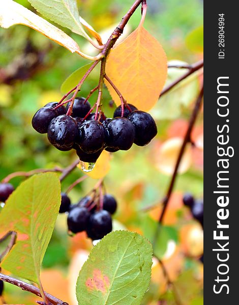 Black Chokeberries (Aronia) on bush in garden. Black Chokeberries (Aronia) on bush in garden