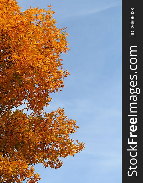 Orange ash tree at autumn with a blue sky background.