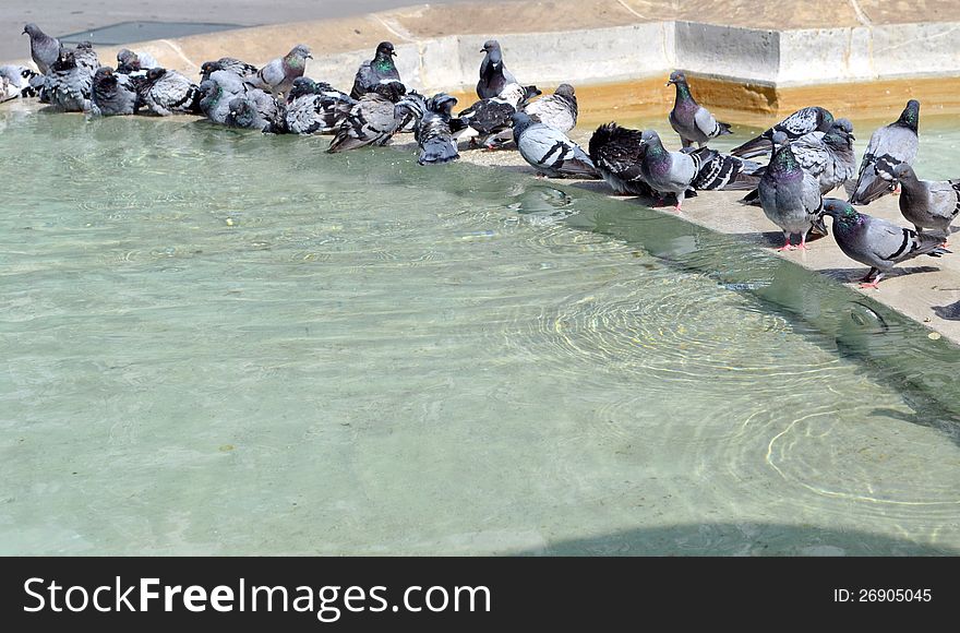 Pigeons bathe in the fountain. Pigeons bathe in the fountain