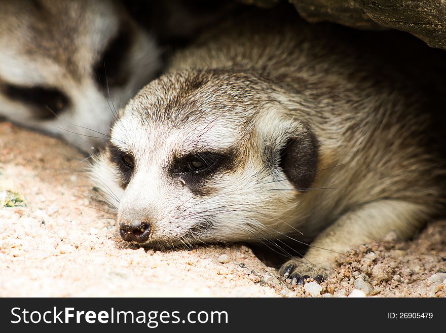 Two meerkat or suricate (Suricata suricatta) sleep under the rock