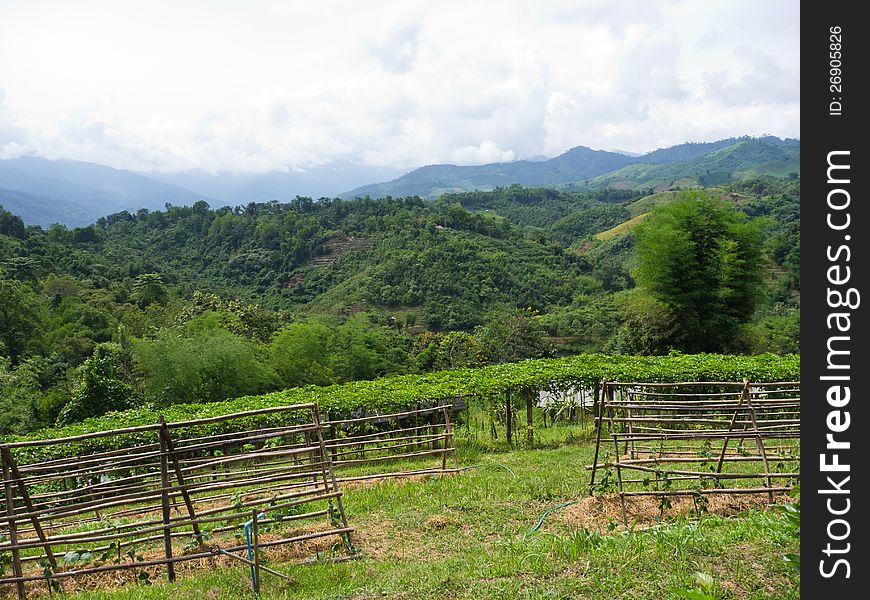 Vegetable bed in farm on hill in north of Thailand