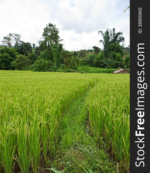 Rice field, natural landscape in Thailand