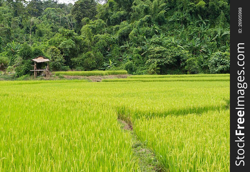Rice field, natural landscape in Thailand