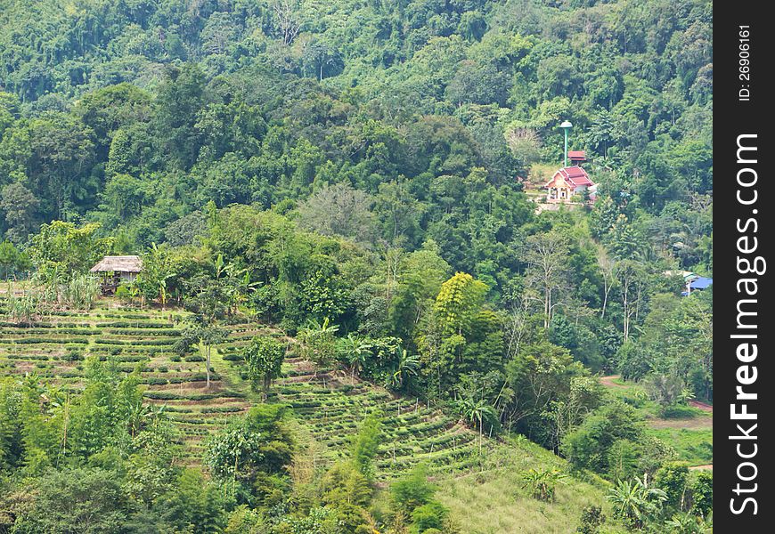 Agriculture on mountain in countryside of Thailand