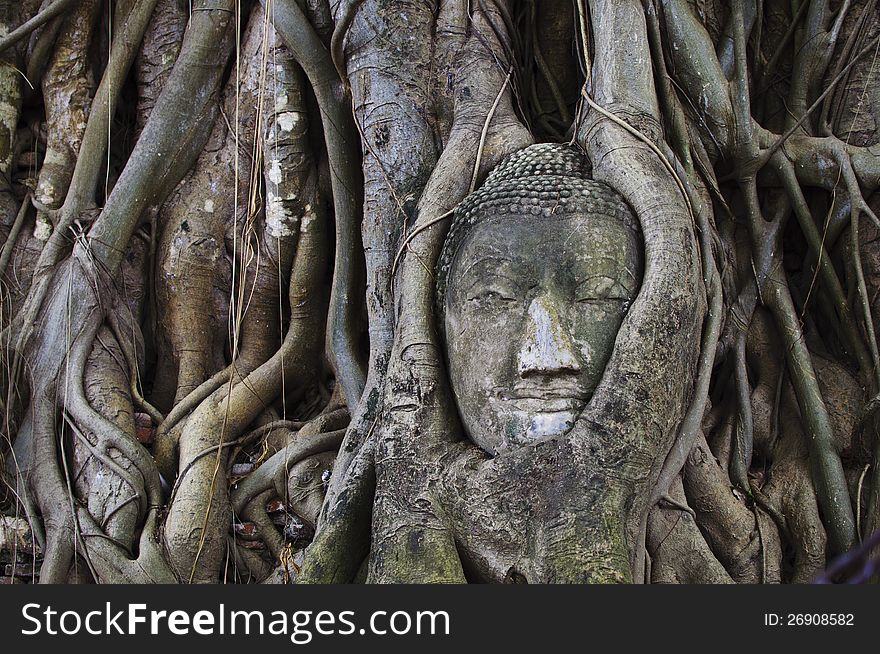 Buddha's head inside a tree. Buddha's head inside a tree