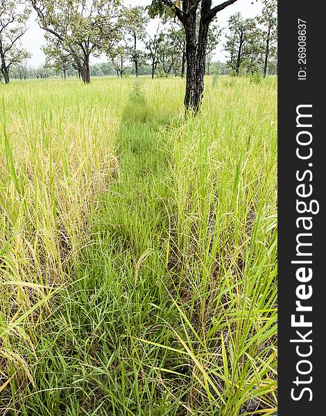 The grains of rice fields waiting for harvest. The grains of rice fields waiting for harvest.