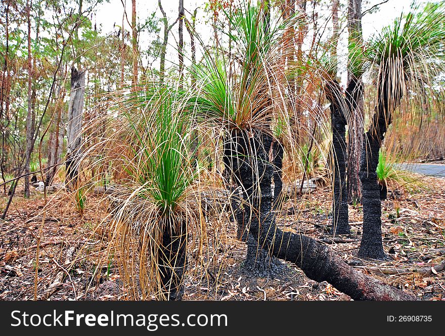 Native Xanthorrhoea Grass Trees Of Australia