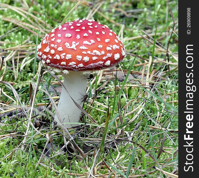 Close-up Of Fly Agaric Mushroom In A Forest