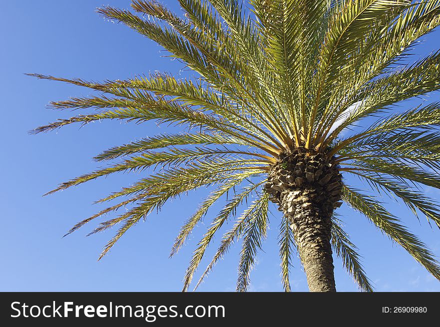 Big palm against a clear sky full