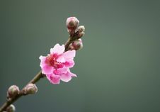 Plum Blossom Stock Images Plum Blossom Stock Images