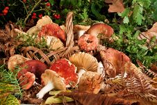 Basket With Mushrooms Stock Photo Basket With Mushrooms Stock Photo