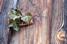 An Ivy Plant Stock Image An Ivy Plant Stock Image
