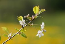 Flowering Cherry Tree Twig Royalty Free Stock Image Flowering Cherry Tree Twig Royalty Free Stock Image