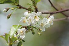 Flowering Cherry Twig Stock Images Flowering Cherry Twig Stock Images
