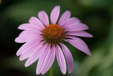 Purple Echinacea Closeup Royalty Free Stock Photography Purple Echinacea Closeup Royalty Free Stock Photography