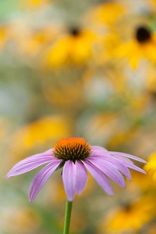 Purple Echinacea Closeup Royalty Free Stock Images Purple Echinacea Closeup Royalty Free Stock Images