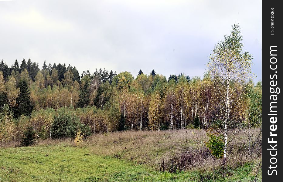 Birch forest in autumn. Countryside of Lithuania.