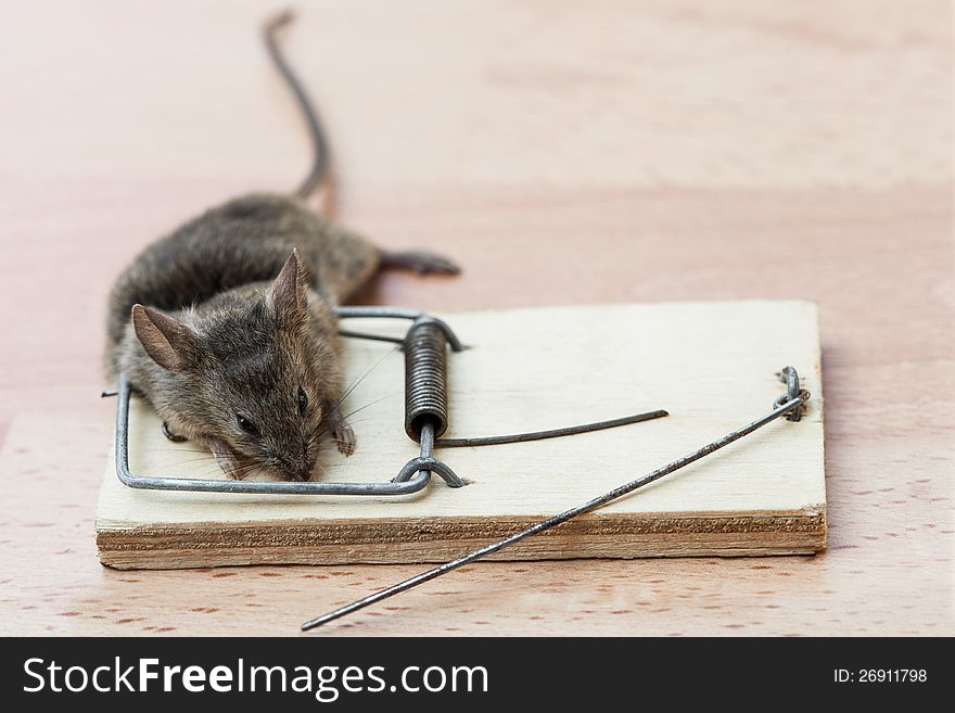 Dead Mouse In A Mousetrap