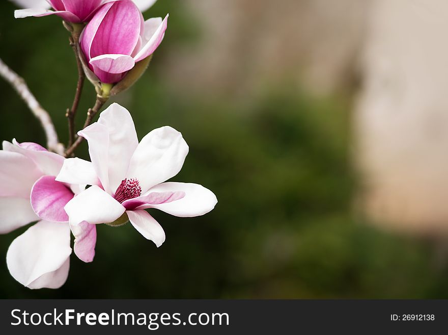 Magnolia Flower03