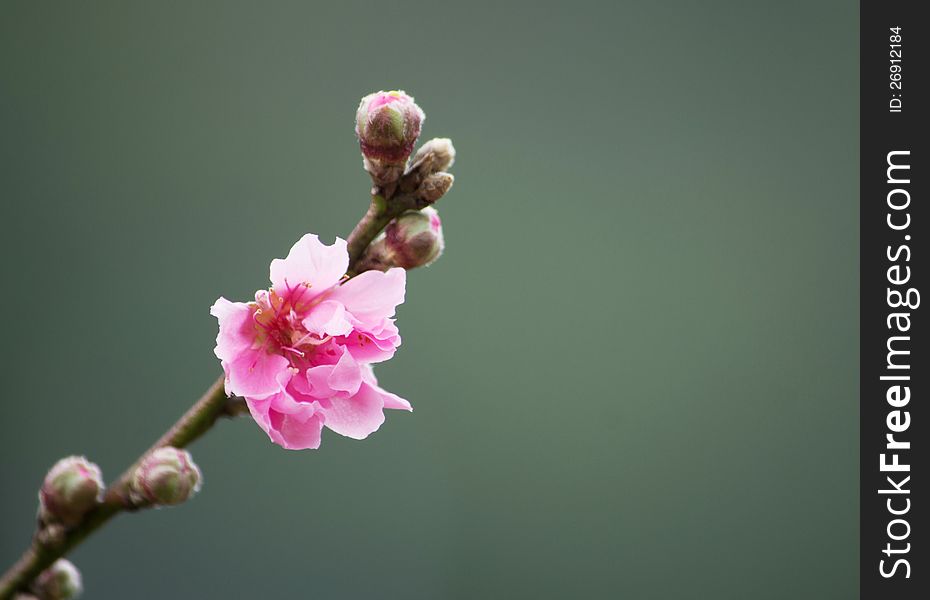 Plum blossom in the natural park