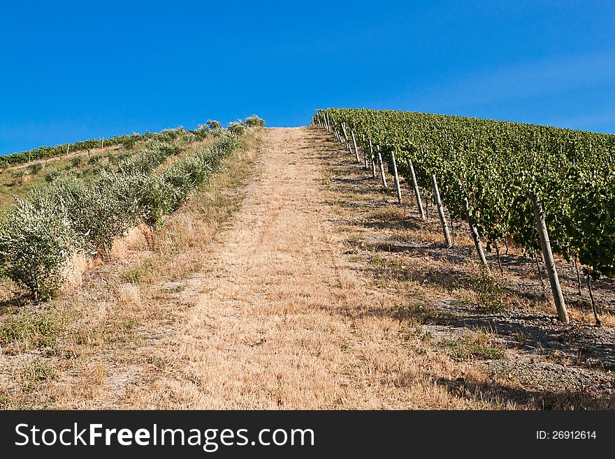 A vineyard in an Italian summer. A vineyard in an Italian summer