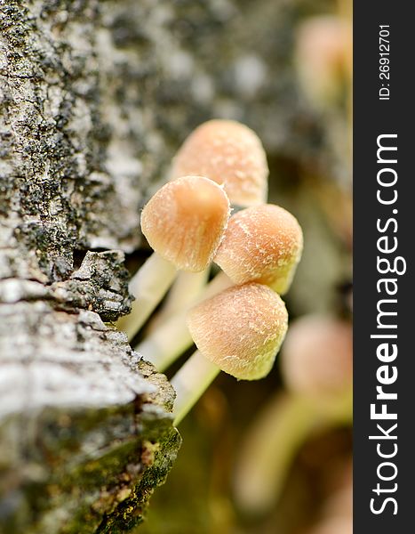 Groups of little mushrooms on dead tree. Groups of little mushrooms on dead tree.