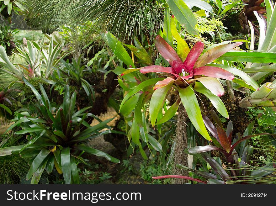Tropical plant in the public garden. Tropical plant in the public garden