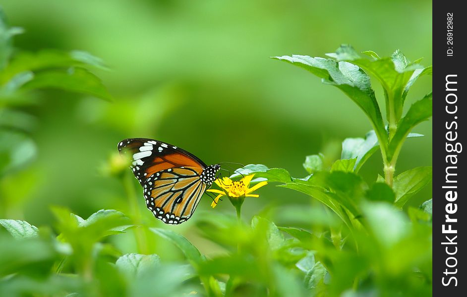 Butterfly Over A Flower