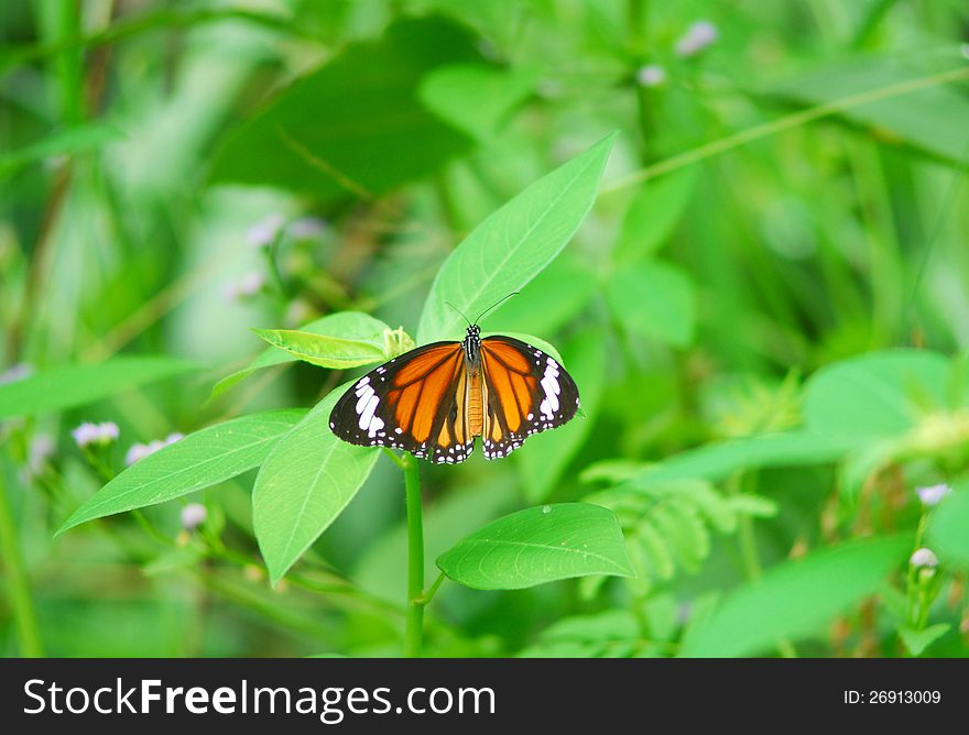 Butterfly over a flower