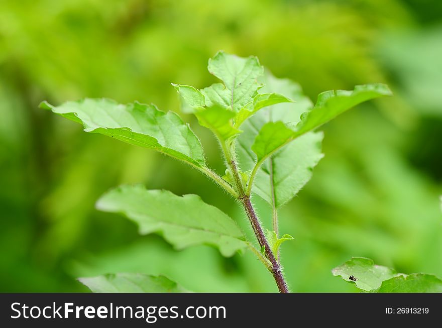 Holy basil, Ocimum sanctum, a medicinal herbs. Holy basil, Ocimum sanctum, a medicinal herbs.