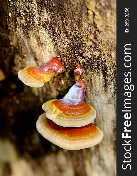 Groups of little mushrooms on dead tree. Groups of little mushrooms on dead tree.