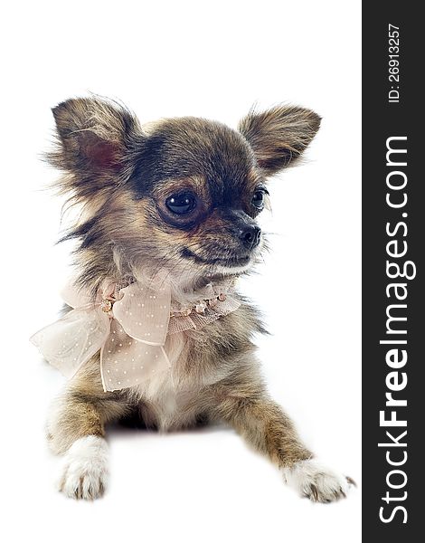 Portrait of a cute purebred brindle chihuahua in front of white background